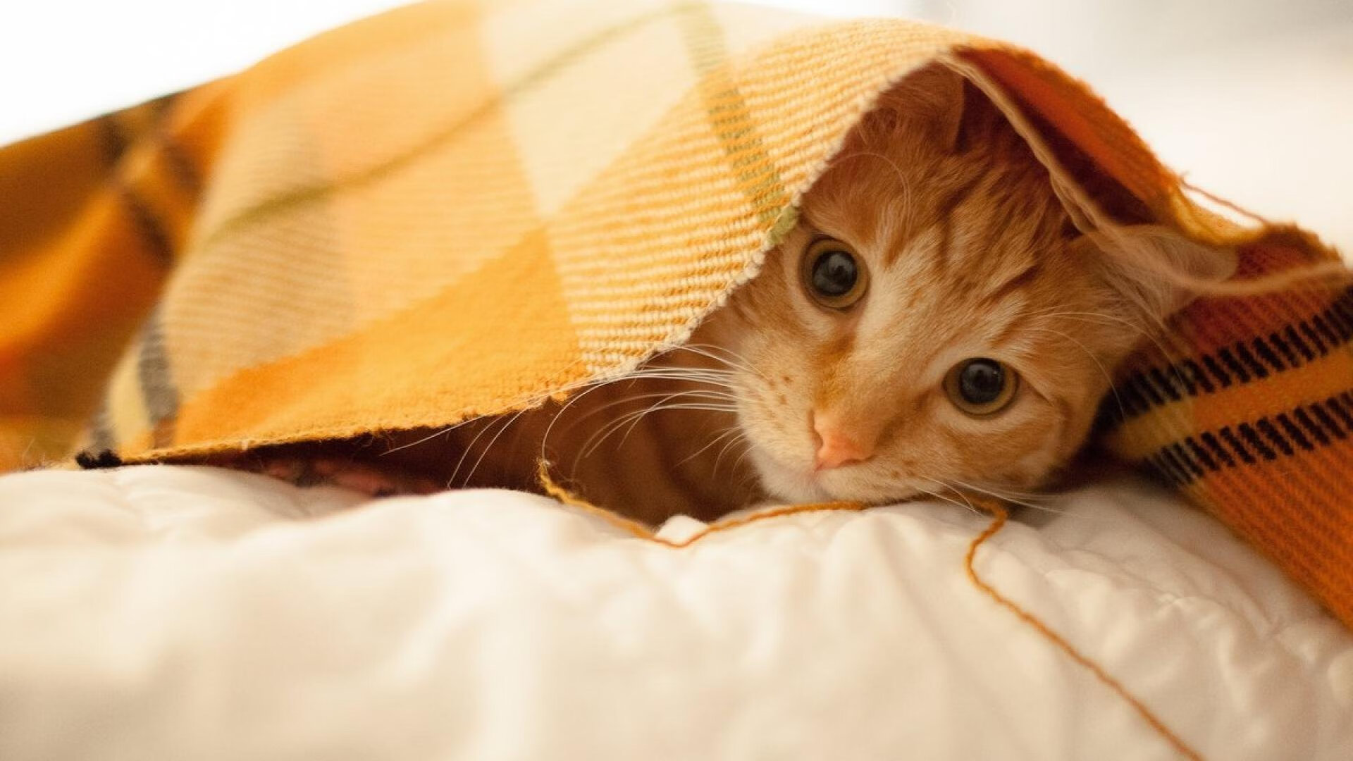 mk体育平台登录入口-“六人制袋棍球：观众现场感受速度与力量的完美融合”