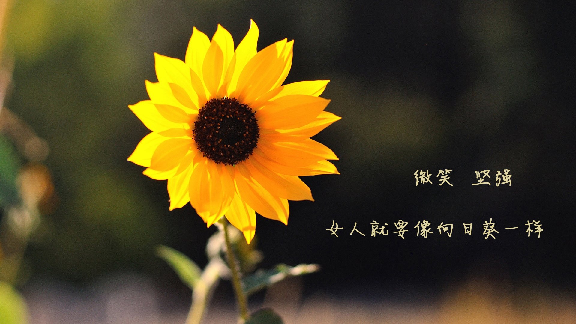 “六人制袋棍球:观众现场感受速度与力量的完美融合”