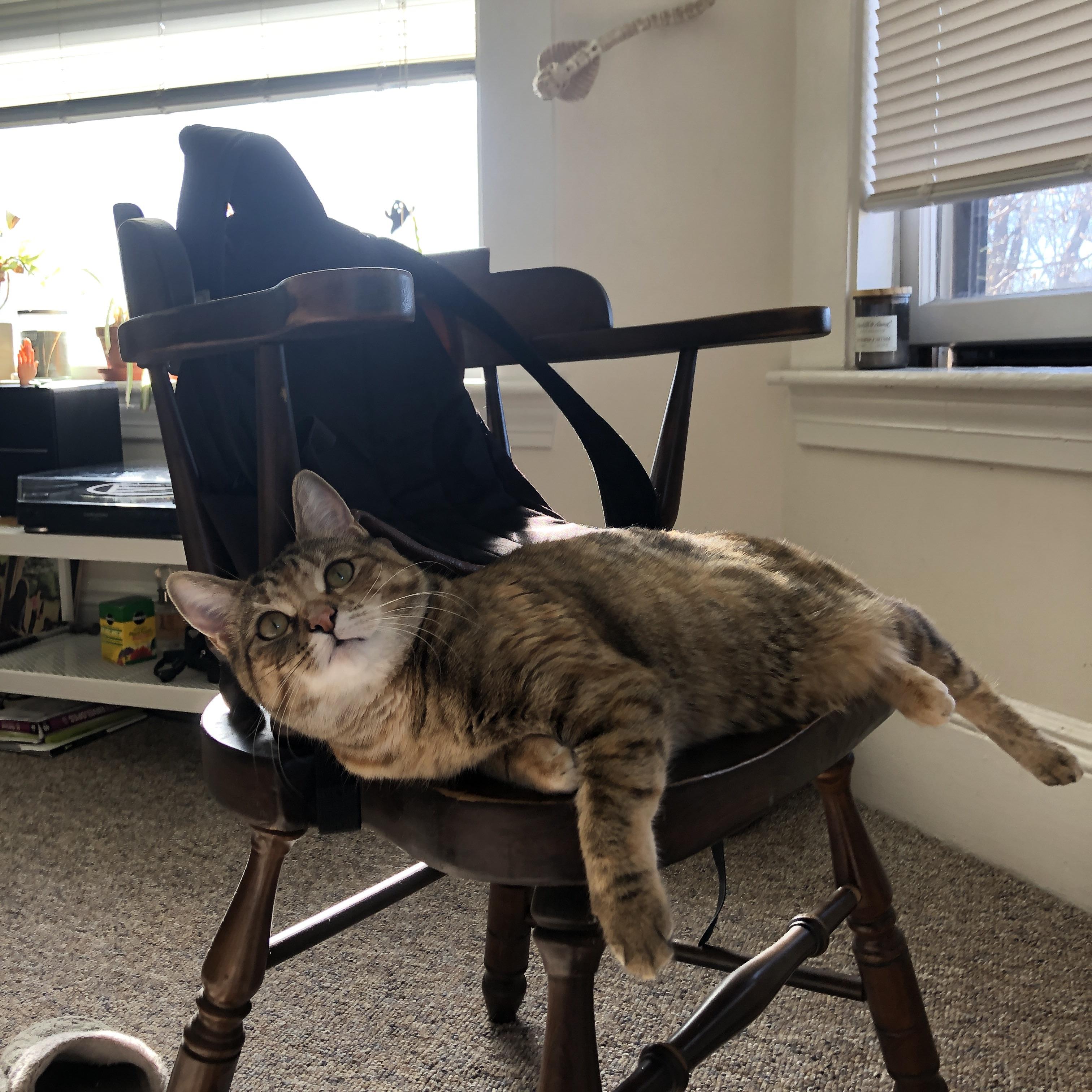 中国棒球联赛重启 吸引众多年轻观众,中国棒球联赛官网