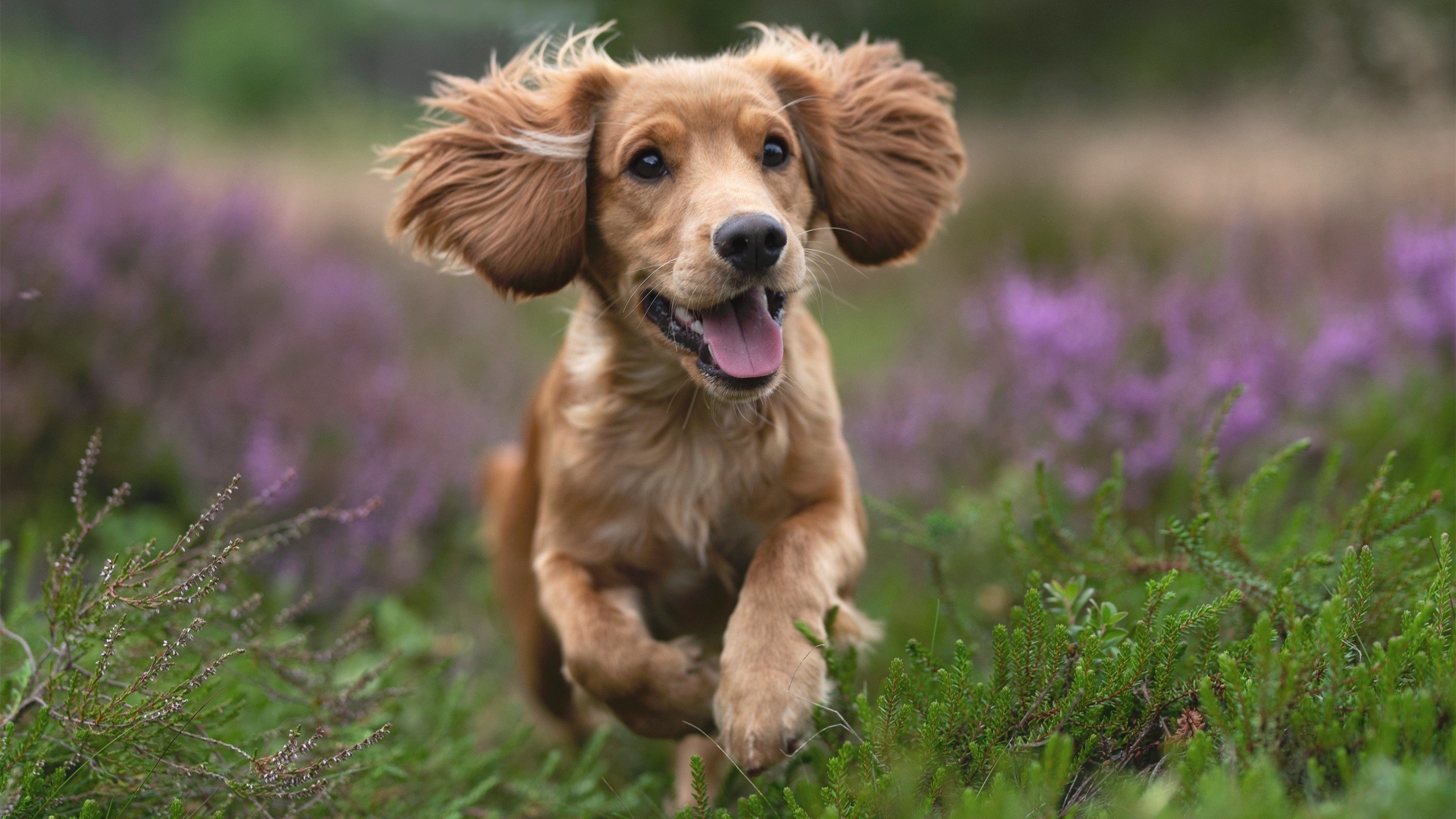 中国队赢得团体赛冠军,再度卫冕,中国队冠军项目