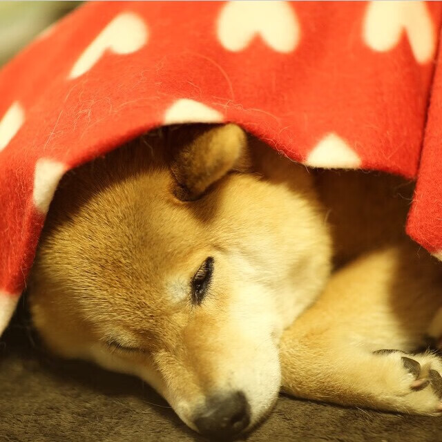 主力阵容与替补阵容是否需要不同节奏策略,主力阵容是什么意思