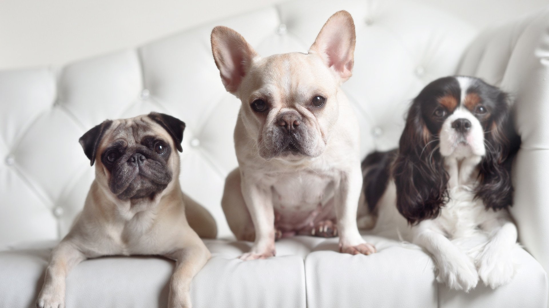 瑞典乒乓球战术:精准落点与心理战结合,瑞典的乒乓球优秀选手