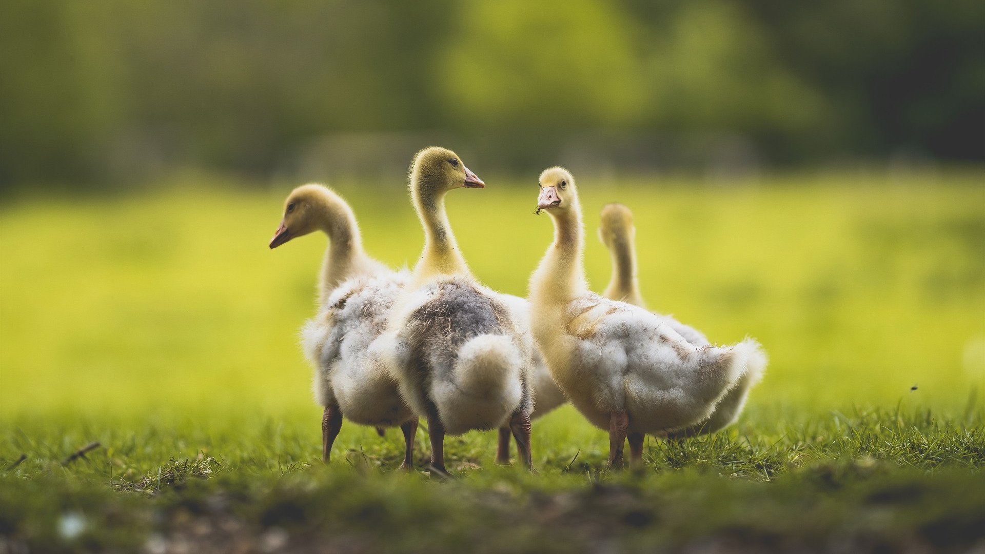男子项目均衡发展接力表现突出