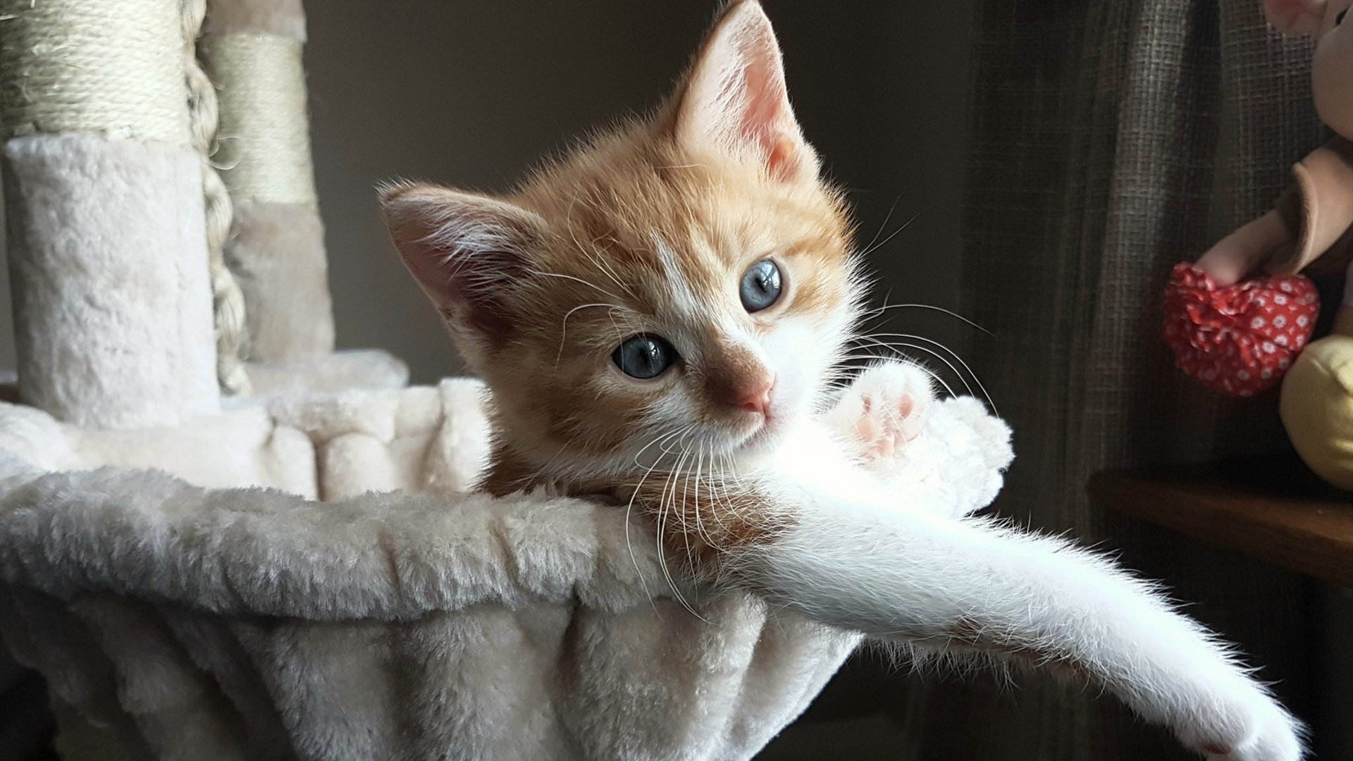 职业球员抗伤风险训练不具备实战强度,职业球员抗伤风险训练不具备实战强度吗