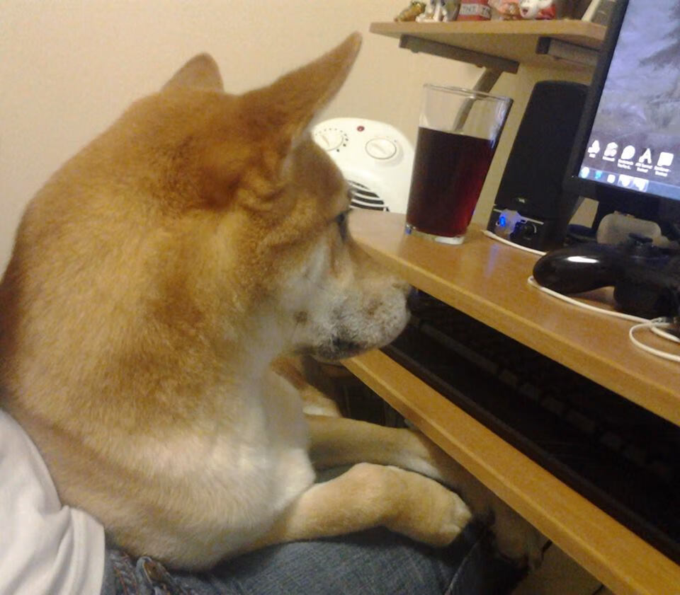 辽宁飞豹反击效率高成功率位居联盟前列,辽宁飞豹cbdl