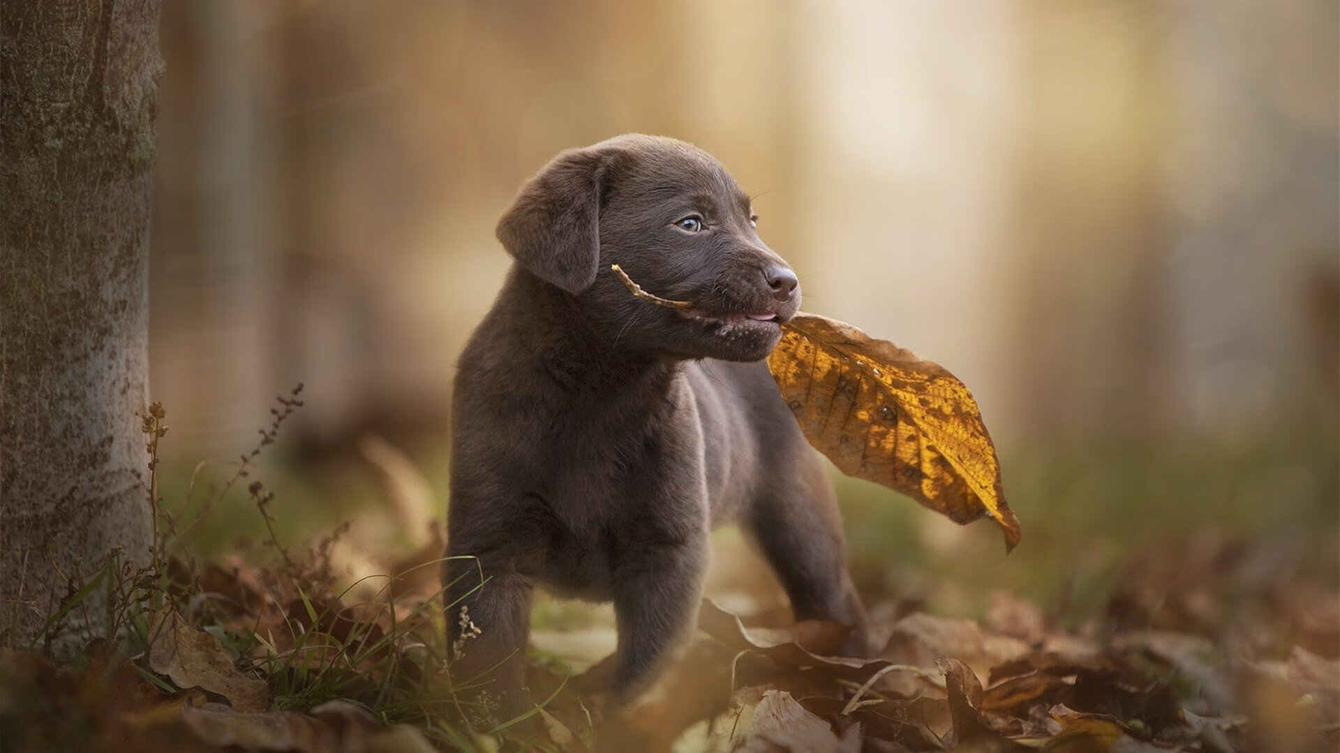 mk体育app-乌克兰女篮在欧洲比赛中不断突破，赢得更多关注