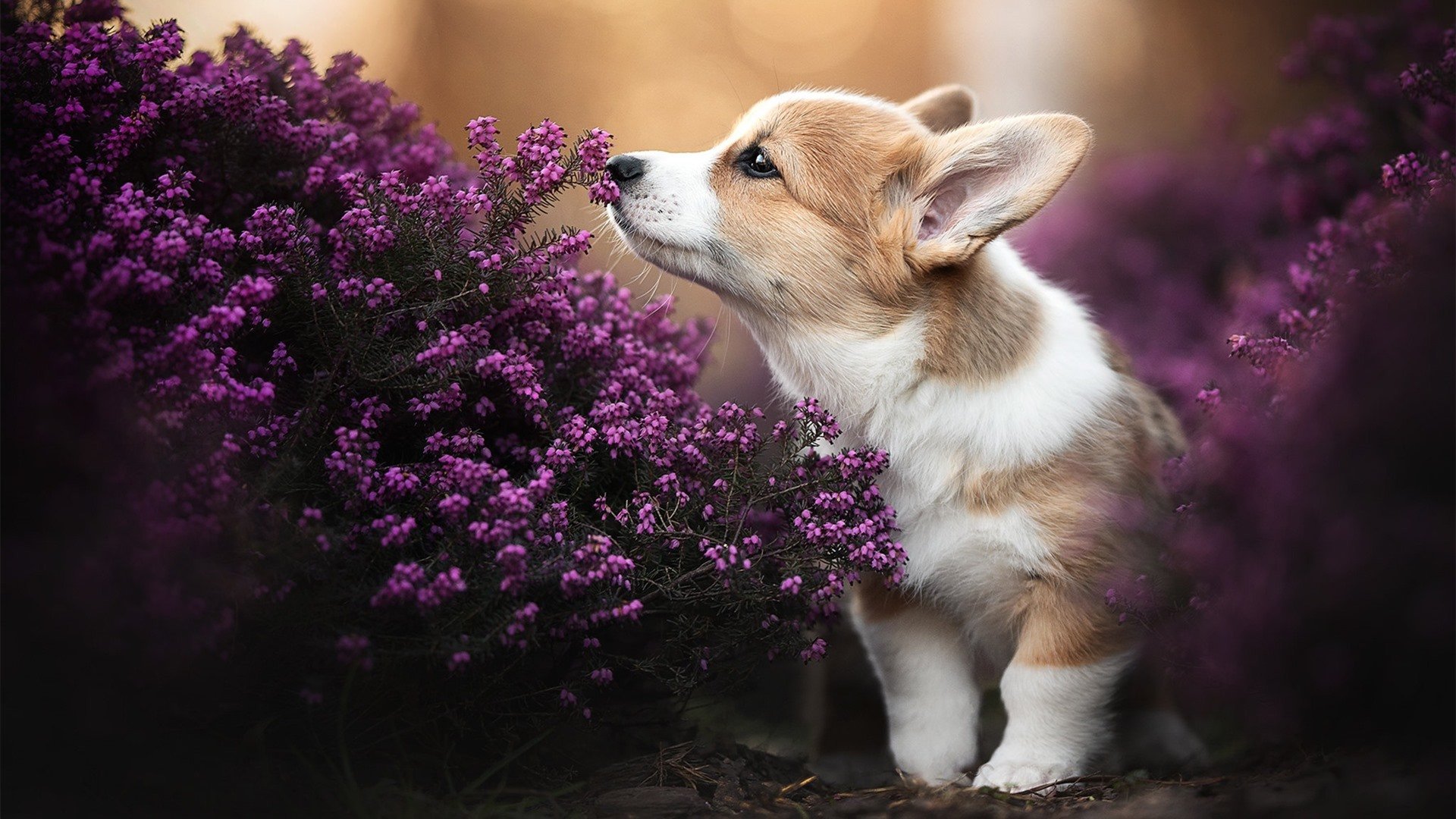 体育新闻中心通报全国体育基础设施改造进展,体育基础设施建设包括哪些