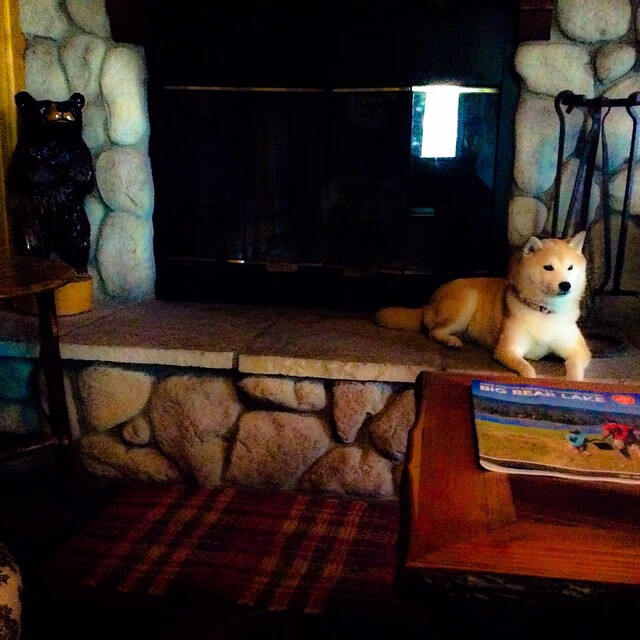 女子排球联赛冠军争夺激烈,女子排球联赛排名