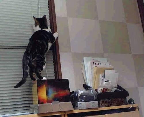 mk sport-恩多比·恩乔的稳定表现，成为南非队进攻中的核心力量，恩多简历