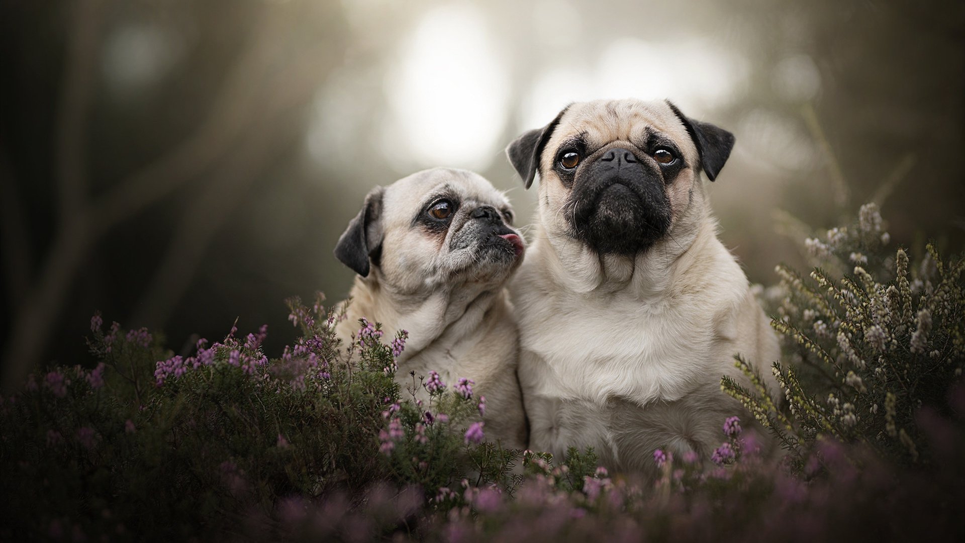 意甲巅峰对决:门将的神级扑救激起全场欢呼,意甲连胜纪录
